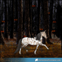 Horse Color:Bay Dun Tobiano Appaloosa Rabicano