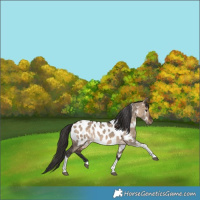 Horse Color:Bay Dun Tobiano Appaloosa Rabicano