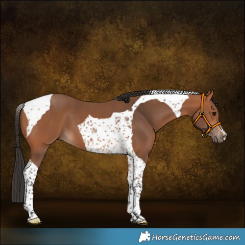 Horse Color:Bay Tobiano 
