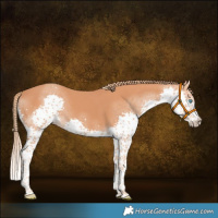 Horse Color:Chestnut Splash 