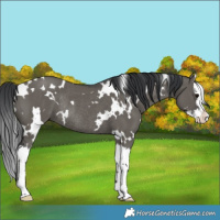 Horse Color:White Spotted Grullo Splash Rabicano 