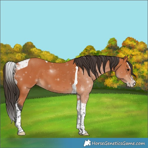 Horse Color:Bay Splash Tobiano 
