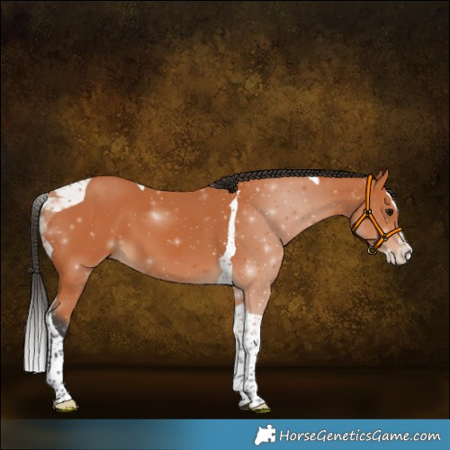 Horse Color:Bay Splash Tobiano 