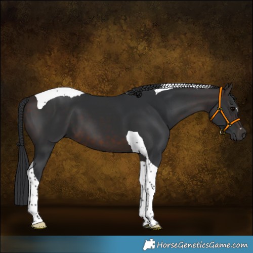 Horse Color:Brown Tobiano 