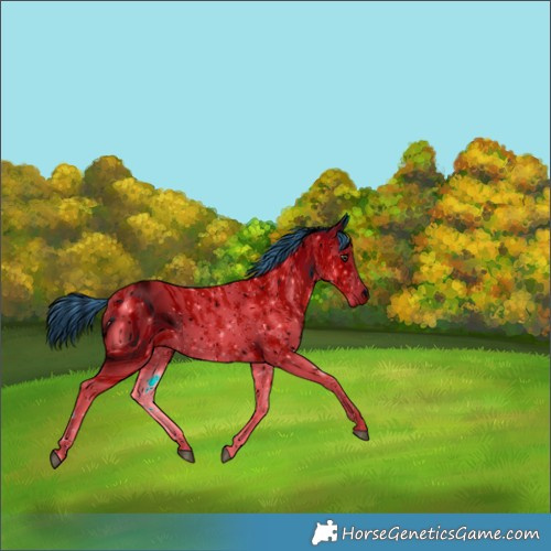 Horse Color:ERROR: UNKNOWN ANOMALY