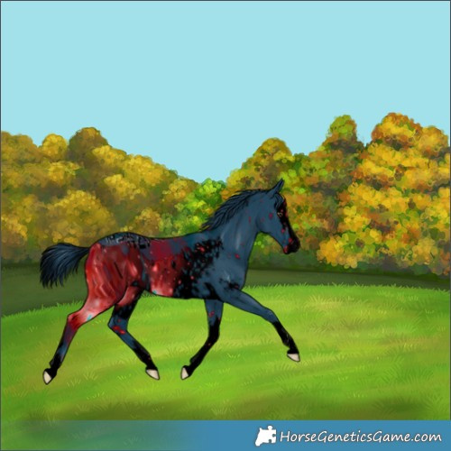 Horse Color:ERROR: UNKNOWN ANOMALY