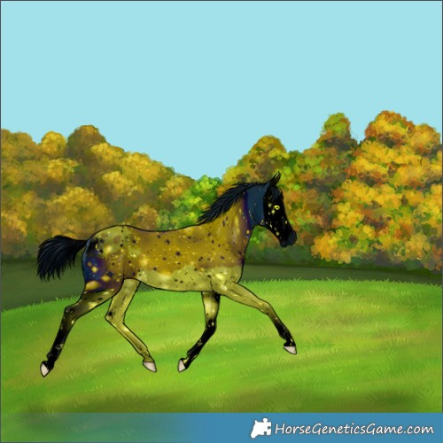 Horse Color:ERROR: UNKNOWN ANOMALY