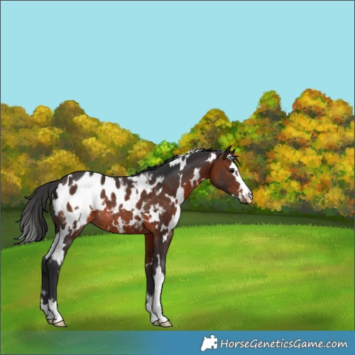 Horse Color:White Spotted Brown Appaloosa Rabicano 