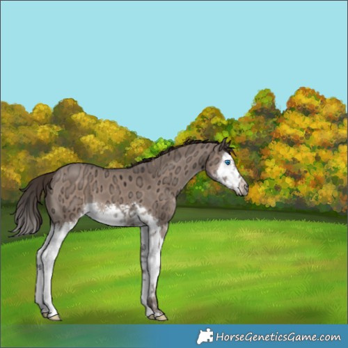 Horse Color:Liver Red Dun Ice Sabino Splash 