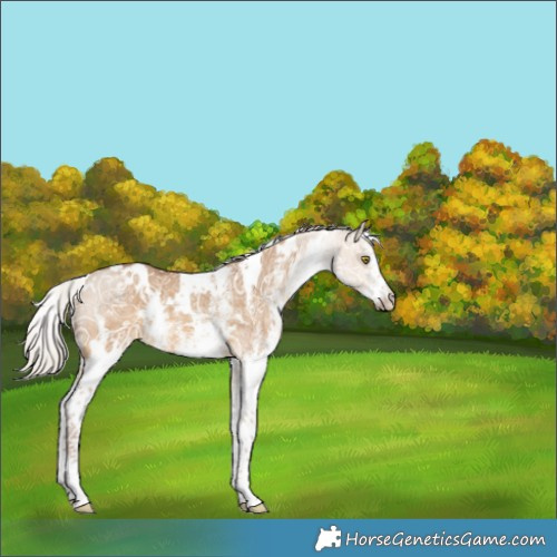Horse Color:White Spotted Chocolate Silver Buckskin Ice Dun 