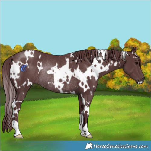 Horse Color:White Spotted Chocolate Black Rabicano