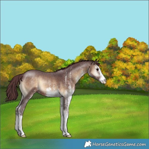 Horse Color:White Spotted Chocolate Brown Onyx 