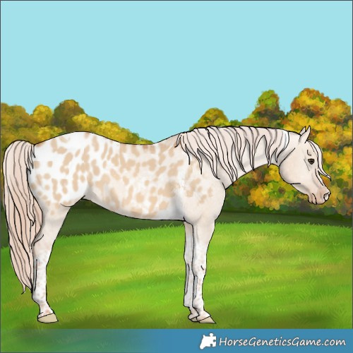 Horse Color:Red Dun Tobiano Appaloosa 