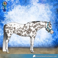 Horse Color:White Spotted Grullo Splash Tobiano Leopard 