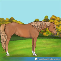 Horse Color:Chestnut 