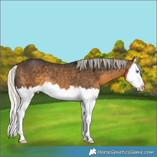 Horse Color:White Spotted Silver Buckskin Splash Rabicano