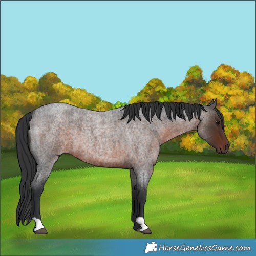 Horse Color:Brown Roan 