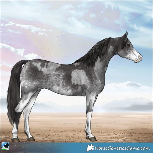 Horse Color:Smoky Blue Roan  and White Spotted Smoky Black 