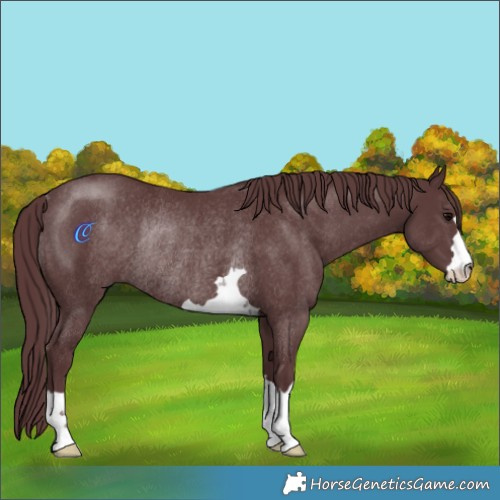Horse Color:Chocolate Black Rabicano 