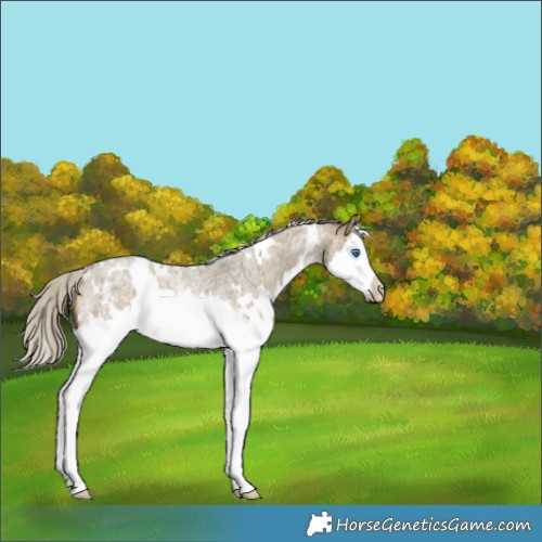 Horse Color:White Spotted Silver Buckskin Roan Dun Splash Rabicano Brindle