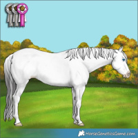 Horse Color:White Spotted Smoky Black Ice Splash