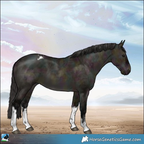 Horse Color:White Spotted Midnight Brown Ice Dun Appaloosa