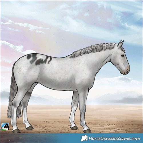 Horse Color:White Spotted Midnight Brown Ice Dun Appaloosa