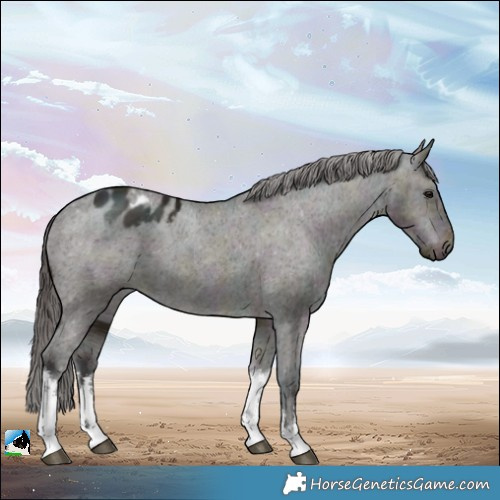 Horse Color:White Spotted Midnight Brown Ice Dun Appaloosa