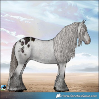 Horse Color:Midnight Liver Red Dun Ice Appaloosa 