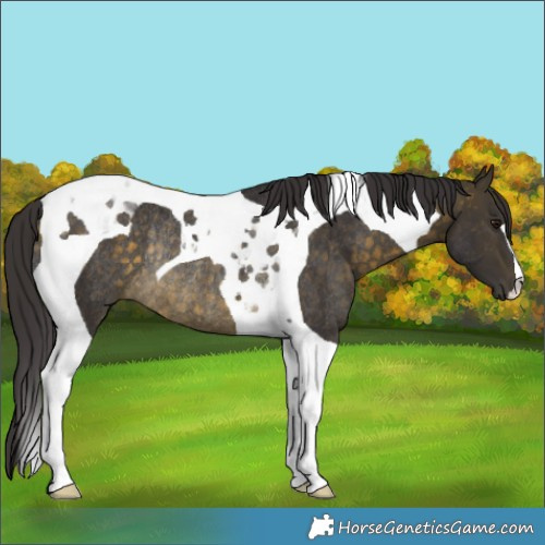 Horse Color:Buckskin Tobiano Rabicano 