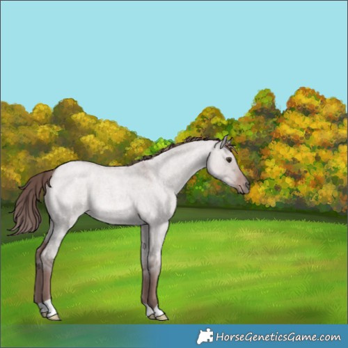 Horse Color:Platinum Red Dun Roan 