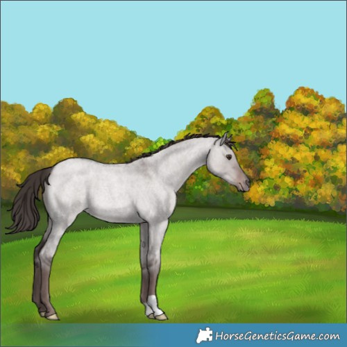 Horse Color:Platinum Liver Red Dun Roan 