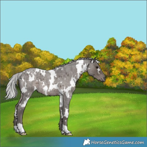 Horse Color:Platinum White Spotted Silver Blue Roan 