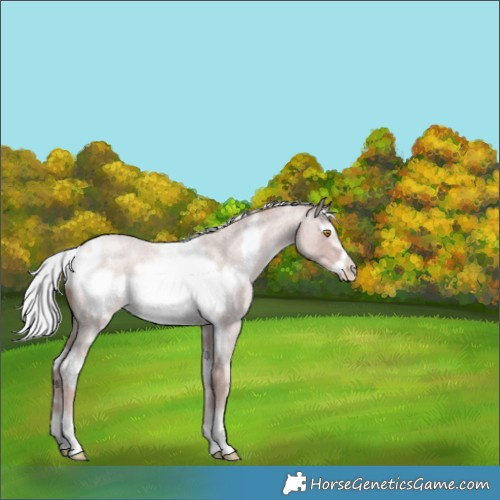 Horse Color:Platinum White Spotted Silver Classic Champagne Roan Frame 