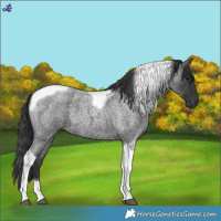 Horse Color:Blue Roan Tobiano 