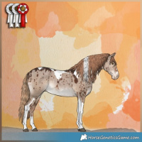 Horse Color:Liver Red Dun Tobiano Appaloosa Brindle