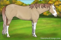 Horse Color:Red Dun Splash