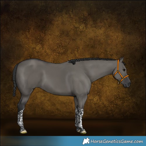 Horse Color:Grullo Tobiano 