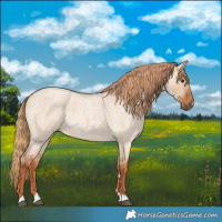 Horse Color:Red Dun Roan 
