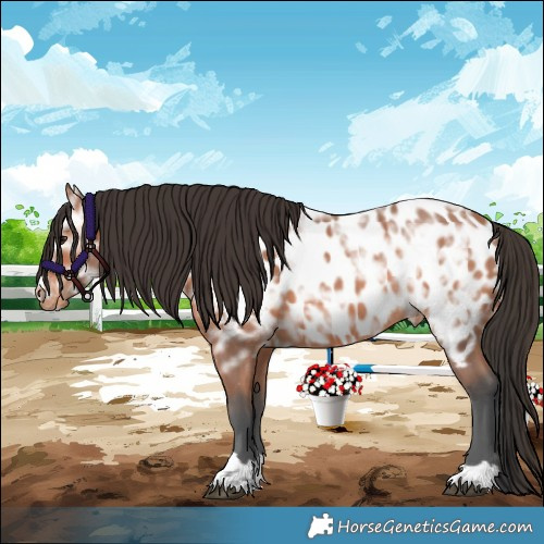 Horse Color:Bay Ice Appaloosa Rabicano