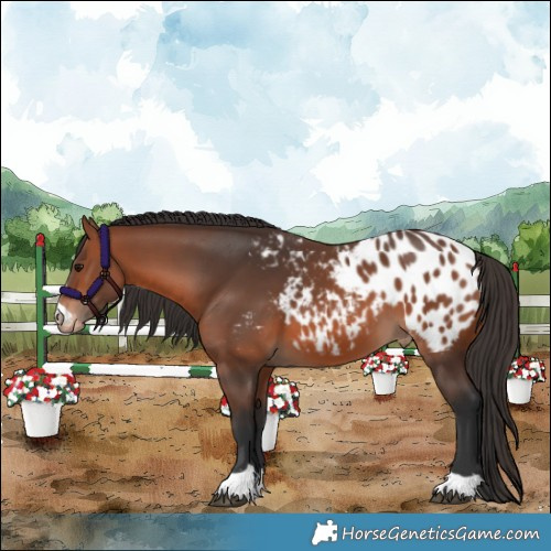 Horse Color:Bay Appaloosa