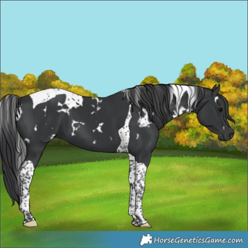 Horse Color:White Spotted Black Tobiano 