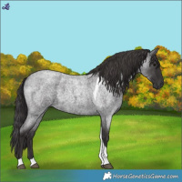 Horse Color:Smoky Blue Roan Tobiano 