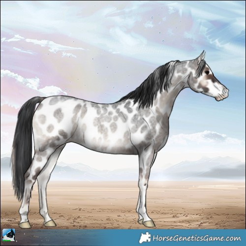 Horse Color:Blue Onyx Roan Appaloosa Rabicano 