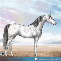 Horse Color:Blue Onyx Roan Leopard Rabicano 