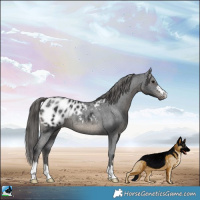 Horse Color:Black Blanket Rabicano 