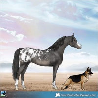 Horse Color:Black Appaloosa Rabicano