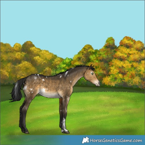Horse Color:Gray White Spotted Buckskin Dun Tobiano Varnish Rabicano
