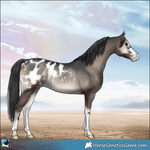 Horse Color:Blue Onyx Appaloosa Rabicano 