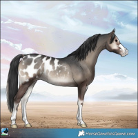 Horse Color:Blue Onyx Appaloosa Rabicano 